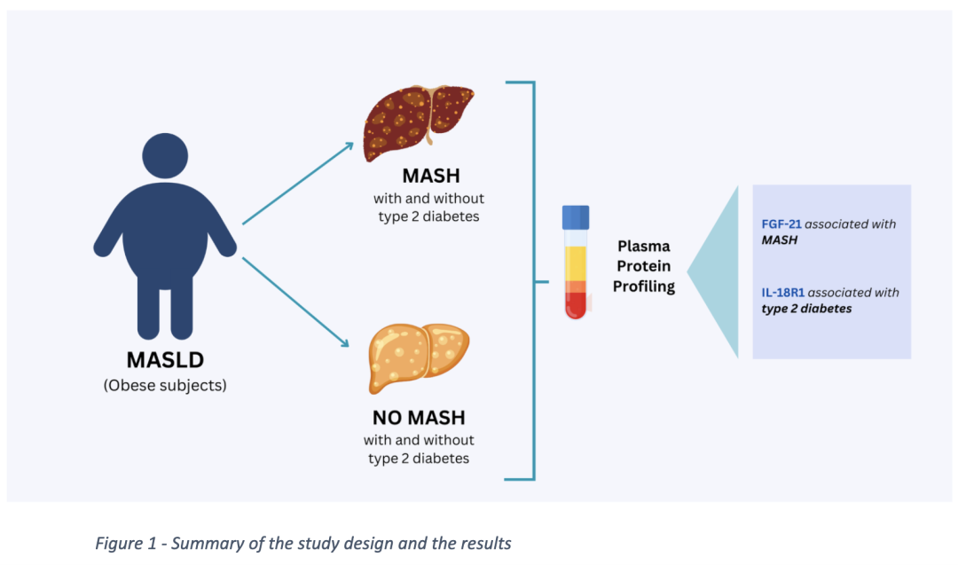 Esplorare il diabete di tipo 2 da un punto di vista epatico: cosa rivela il tuo fegato